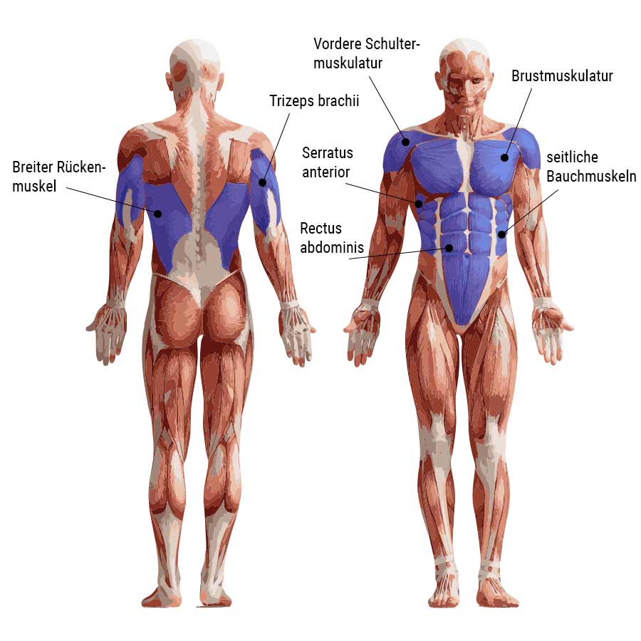 Bild zeigt die bei Dips angesprochenen Muskeln
